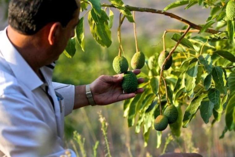 مدير عام زراعة قلقيلية أحمد عيد لـ" نساء إف إم" وصول الأفوكادو الفلسطيني إلى السوق السعودية إنجاز يمنح المزارع الفلسطيني أملًا جديدًا