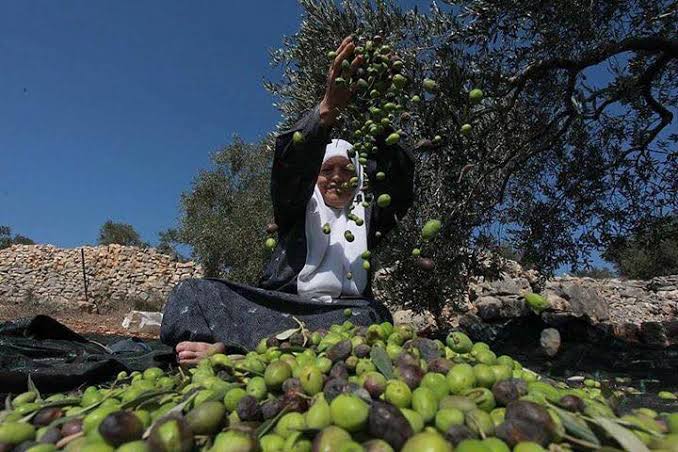 خسائر قطاع الزيتون الفلسطيني تتجاوز 157 مليون دولار منذ 2023.. 100 ألف أسرة تواجه فقدان مصدر رزقها